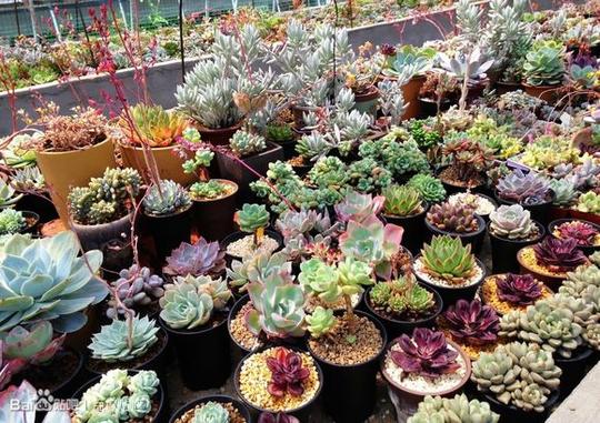 目前花卉园艺基地已经成为年轻人的创新创业基地,他们生产的多肉植物