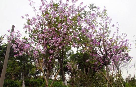 公园正在打造一年四季都有花开的"花海聚龙"景观,春,夏,秋,冬无论