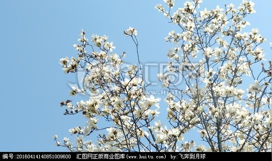 键词:玉兰花卉白色广玉兰玉兰花百合花白玉兰蓝天玉兰素材