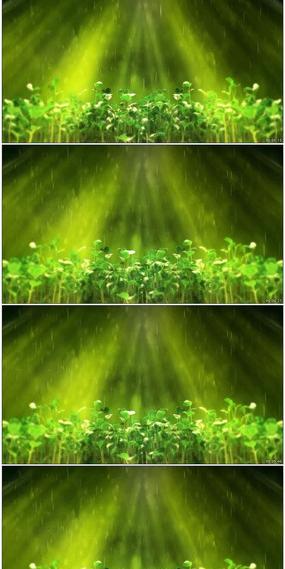 雨中绿色植物发芽生长视频素材