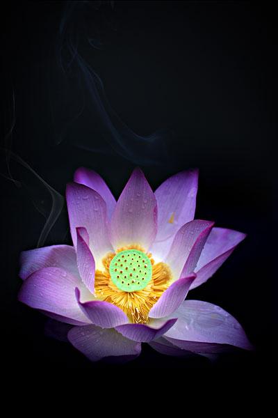 唯美荷花_图片大全—全景创意图库（quanjing.com）中国领先的正版图片视频素材网站