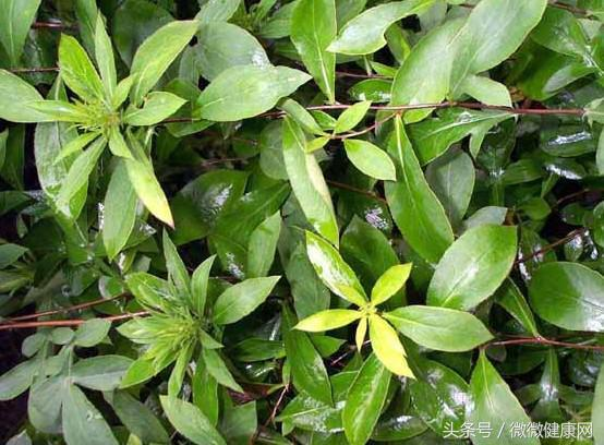 一岁宝宝便秘可以吃蜂蜜吗