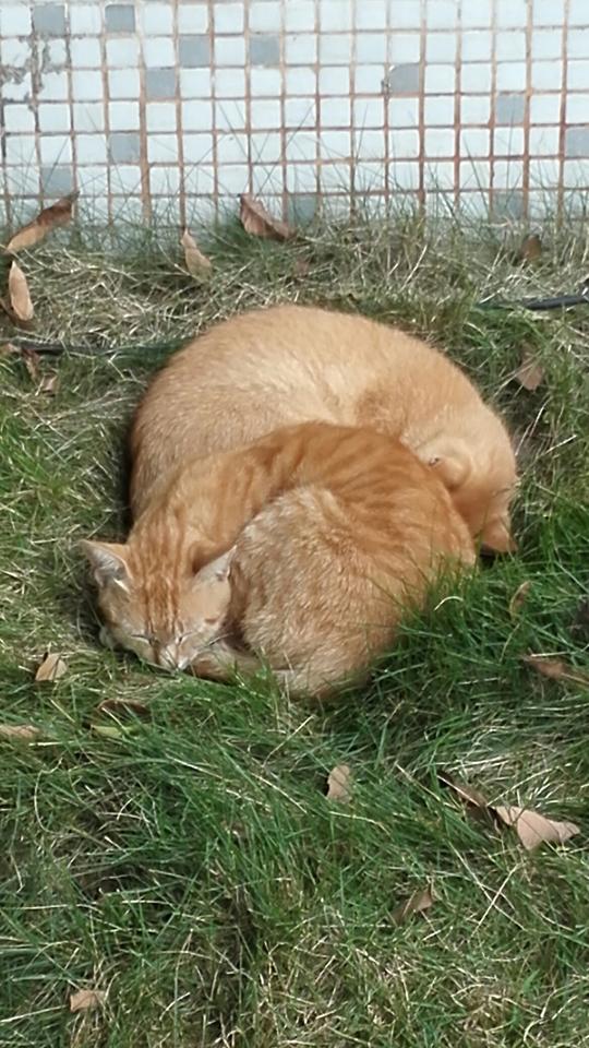 抱团取暖——萧萧寒风猫冷图