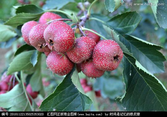 山楂果实山里红果山楂素材糖葫芦原料山楂果特写山楂采摘平