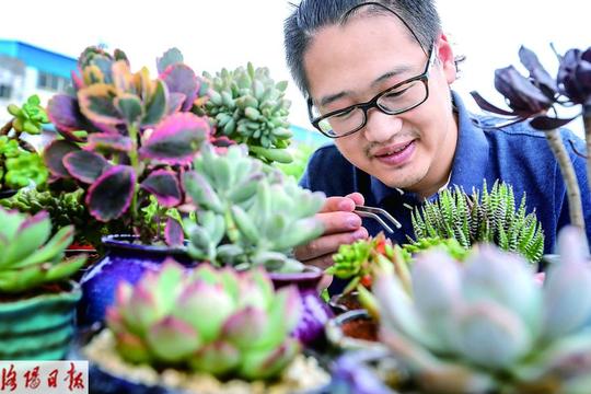 洛阳阳光男孩"不务正业"多肉植物成就创业梦