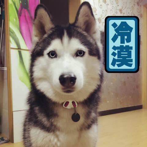 快手石家庄狗磊表情包