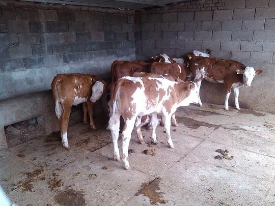 农村养殖肉牛致富好项目-养殖致富选肉牛西门塔尔牛鲁西黄牛