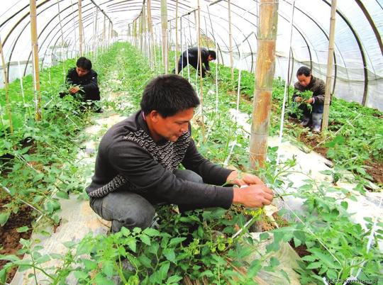农业致富技术网(农村种植什么不愁销路)