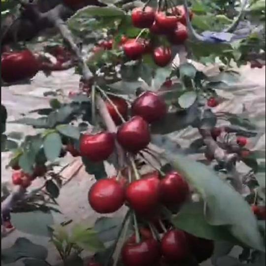 利升樱桃苗美国一号樱桃苗种植时间要求利升矮化樱桃苗