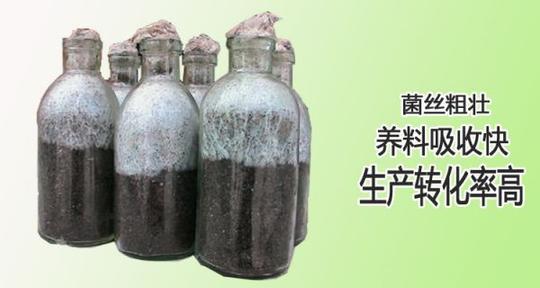 古田银耳菌种&lt;/strong&gt;三级菌种银耳栽培种朵好色佳高产食用菌创业前景广阔