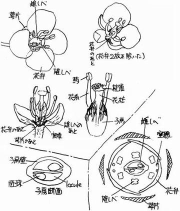 百合花的繁殖方法详解
