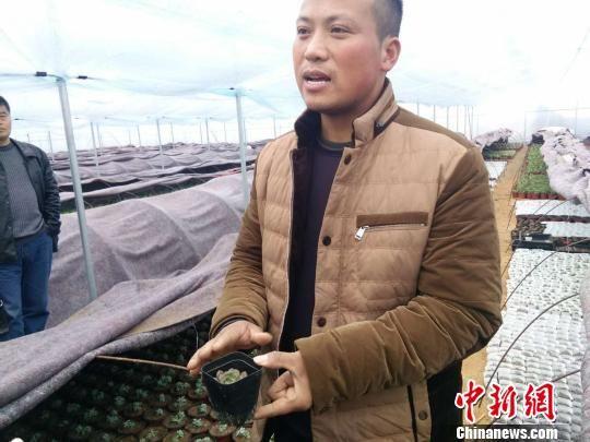 在家庭农场的塑料大棚中,沃长辉介绍自己的"创业经".