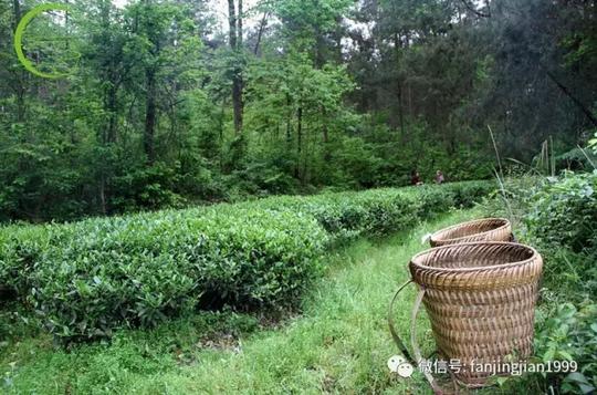 (茗牵茶基地高山森林小茶园实景拍摄)