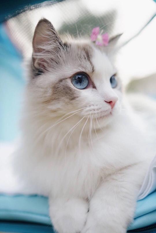 壁纸动物猫猫咪小猫桌面1600_2393竖版竖屏手机