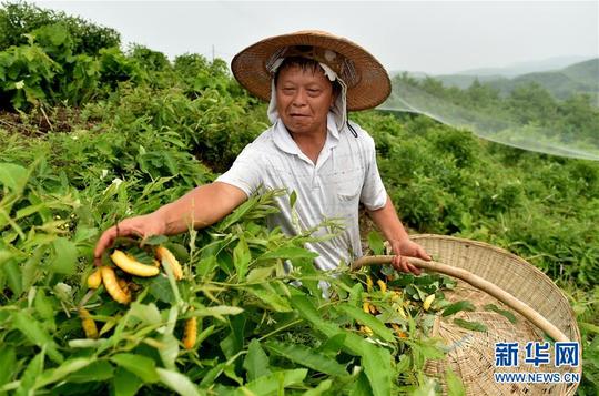 (脱贫攻坚·图文互动)(1)“抽丝剥茧”成河南山区农民脱贫致富新门路