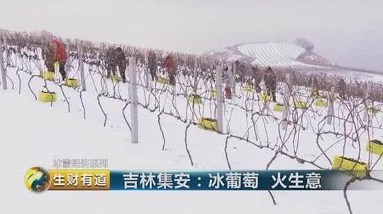 吉林集安:冰葡萄带来火生意!创业者酿制葡萄酒,年销售