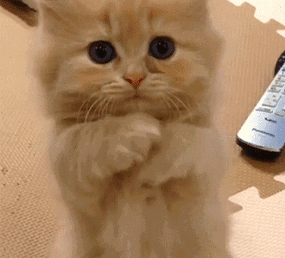 壁纸动物猫猫咪小猫桌面400_364gif动态图动图