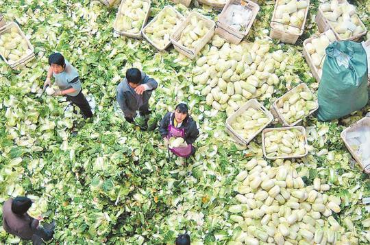 新春菜价跳水:蔬菜生意很难做