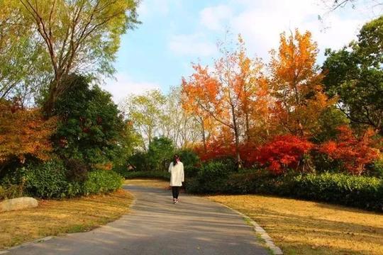 一片层林尽染的动人景象,沿着小道一路向前,路两旁全是鲜艳的枫叶