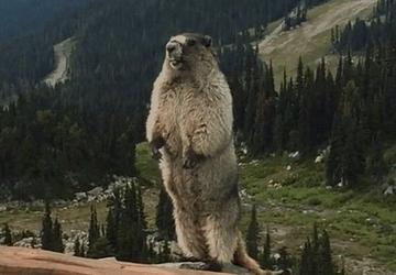 尖叫土拨鼠表情包抽搐gif动图