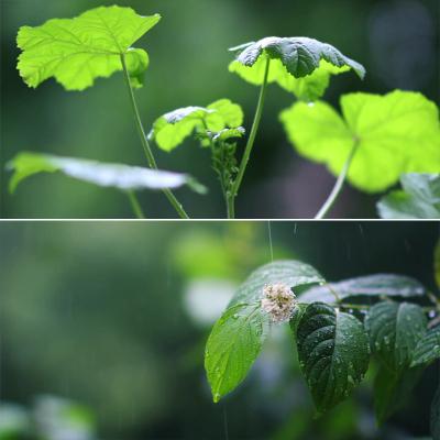清新雨景下雨天雨水淋湿大自然花草唯美悲伤镜头高清实拍视频素材-图0