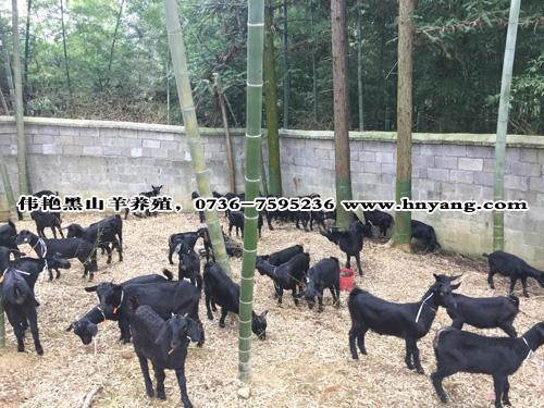 牲畜羊湖南常德沧山黑山羊原