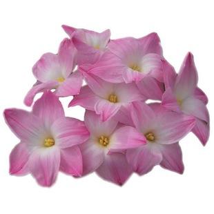 四季豆是什么意思