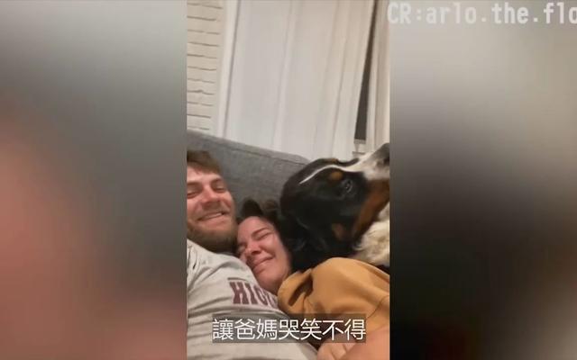狗狗会和宝宝吃醋吗