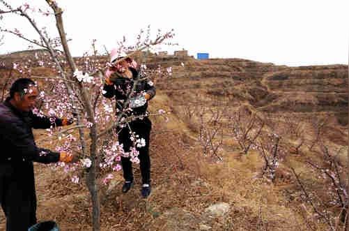 千亩荒山变身"桃花源""种树达人"深山5年创业坚守
