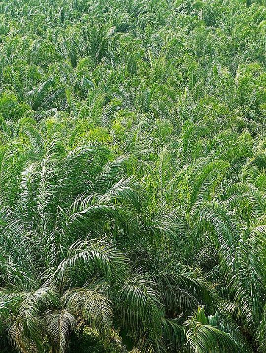 种植什么树赚钱