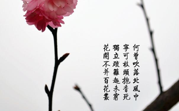 九,静待花开的句子?