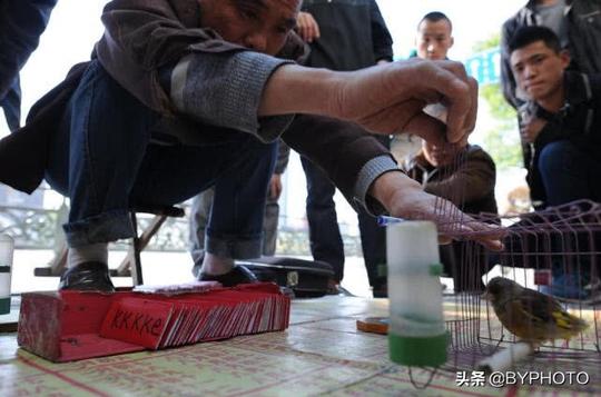 “神鸟”算命，号称街头“最”复杂骗术，你能看明白吗?