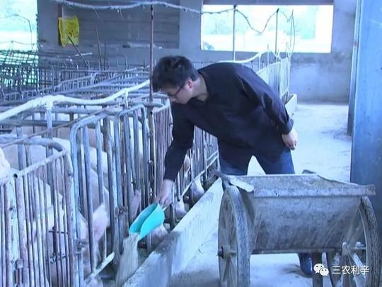 利辛青年潘震,从大都市回乡创业当"猪倌"!