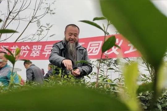 石坝生态茶叶骗术陆羽交易是咋样骗钱的