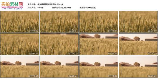 高清实拍视频素材丨从麦穗摇摄到远处的仓库