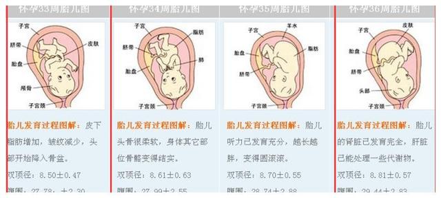36周胎儿发育标准数据表