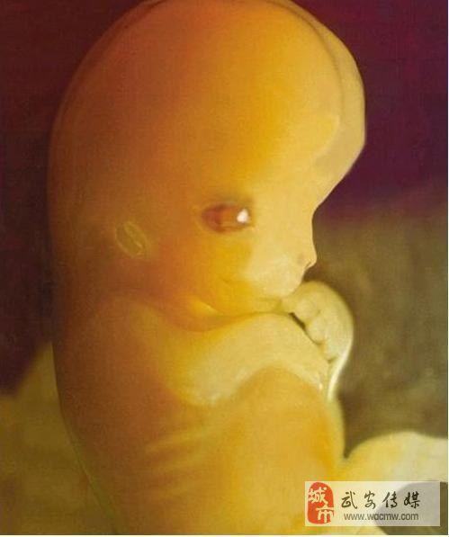 怀孕初期胎儿发育良好的表现