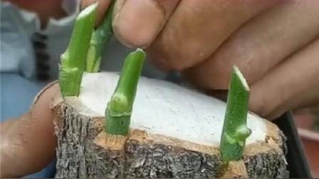 月季嫁接什么树上最好