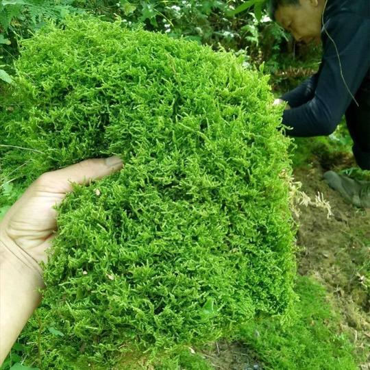 摆件绿植优质盆景种植鱼缸青苔苔藓素材微景观生态瓶微观装饰鲜活