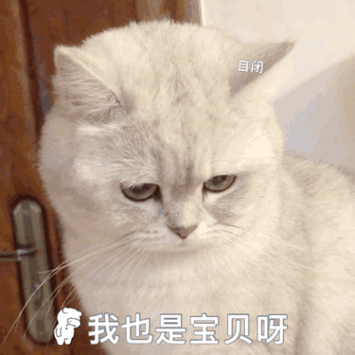 猫咪gif动图表情包我的世界开始下雨我也是宝贝呀