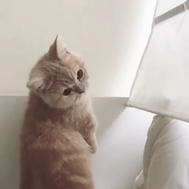 搞笑猫咪gif集锦