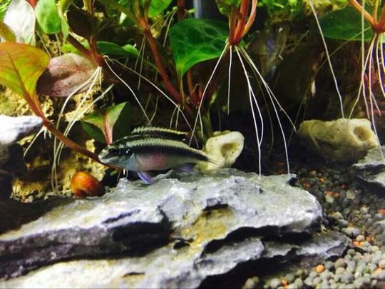 出售红肚凤凰鱼苗西非短鲷2-3cm