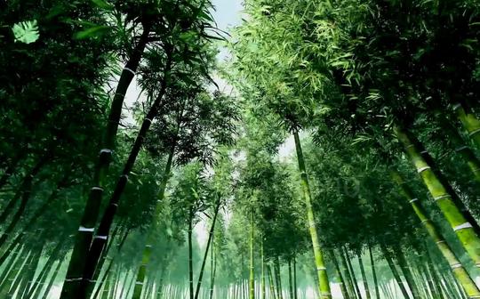 大屏素材s365超唯美意境竹林深处竹子大自然美景生态环保视频素材动态视频舞台背景视频
