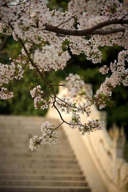 二十四桥明月夜