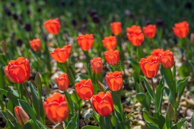 一个月的宝宝对什么颜色比较敏感