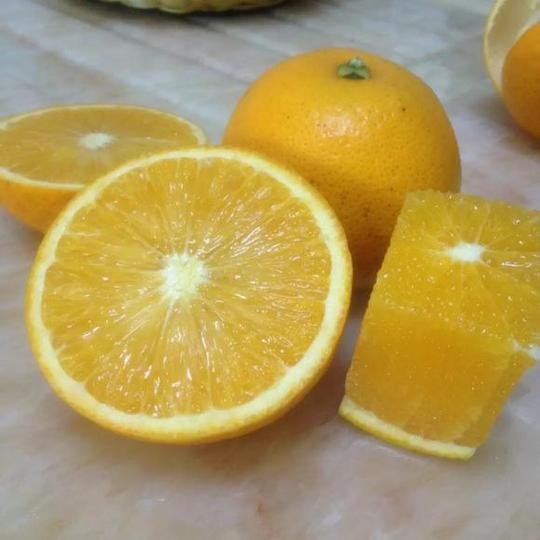 黔阳冰糖橙