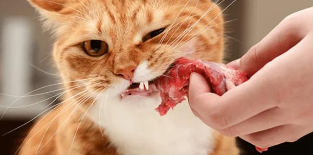 猫咪身上异味重正常吗