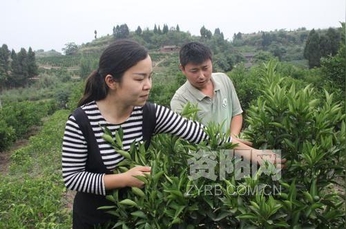 雁江夫妻返乡创业租地种春见带动乡邻增收