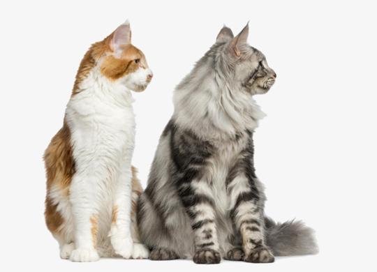 两只同步的猫咪