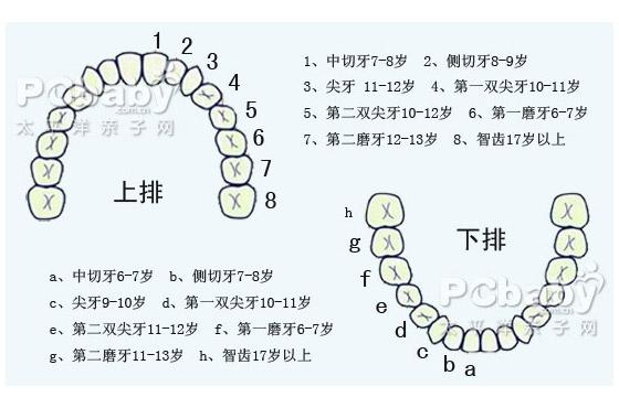 孩子几岁换牙是正常的?